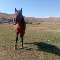 اسب|اسب و تجهیزات اسبسواری|هیر, |دیوار
