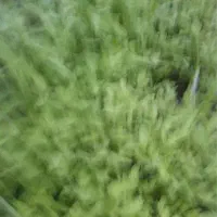 نشائ گوجه فرنگی/شیتیل/نشا/ونیسر طارم
