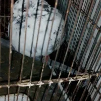 کفتر سالم و زیبا