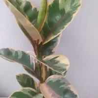 یوکای مقاوم فقط ۳۴۰|گل و گیاه طبیعی|اصفهان, سرچشمه|دیوار