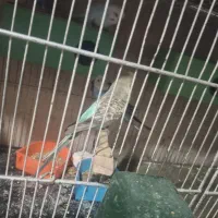 فنچ مرغ عشق سهره