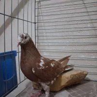 کفتر انگلیسی ماده|پرنده|فردیس, شهرک وحدت|دیوار