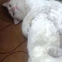 واگذاری گربه dsh