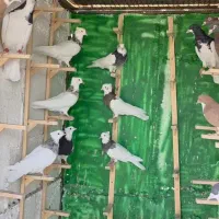 رنگی .کله .سینه .شهری .دم سفید