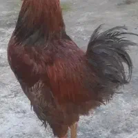 خروس محلی سرحال چاق