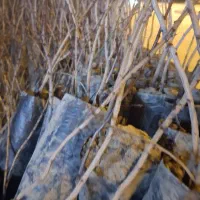 فروش نهال پسته پایه بادامی