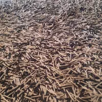 فرش پرز بلند ،دستبافت|فرش|گلبهار, شهر جدید گلبهار|دیوار