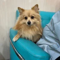 سگ پامر جنسیت نر