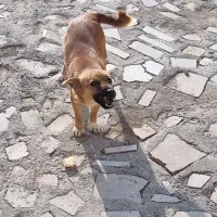 واگذاری سگ نژاددار|سگ|تبریز, |دیوار