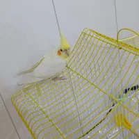 عروس هلندی لوتینو با قفس