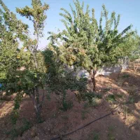 فروش باغ بادام ۲۰۰۰۰متری|فروش زمین و ملک کلنگی|بن, |دیوار