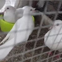 جوجه کبوتر سفید و طوقی