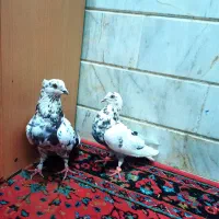 ۲۶عدد کفتر