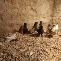 کبوتر نر|پرنده|کشکوئیه, |دیوار