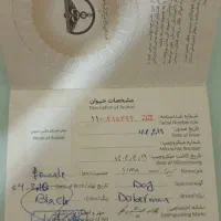 فروش سگ دوبرمن