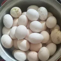 تخم مرغ نتفه دار محلی اصیل