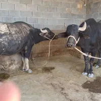فروش گاومیش درجه یک|حیوانات مزرعه|گتوند, |دیوار