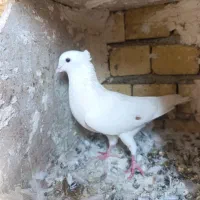 نر کمخال کفتر