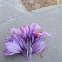 گل زعفران تازه روز درجه یک ارگانیک