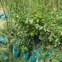 پسته پیوندی و صنوبر ،کبوده،گردو،بادام پیوندی
