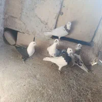 پنج تا کفتر هوایی قلدور|پرنده|فرح دشت, |دیوار