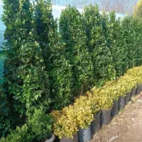 تزیینی درختچه فضای باز ویلا حیاط جهت مناسب برای
