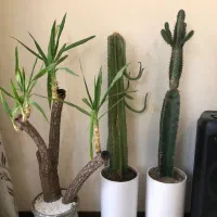 کاکتوس و یوکا