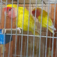 کوتوله برزیلی