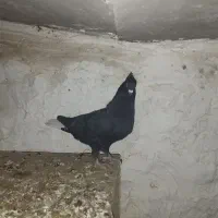 کفتر زاغ دم سفید