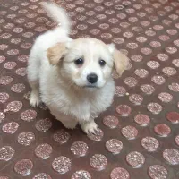 واگذاری پامر اشپیتز دوماهه