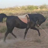 اسب سیاه|اسب و تجهیزات اسب‌سواری|قم, پردیسان|دیوار