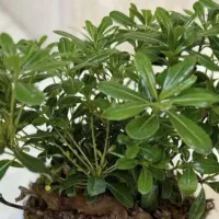 گل بنسای میناتوری میخک هندی با گلدان سنگی خاص