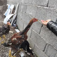 جوجه مرغ و خروس|حیوانات مزرعه|رشت, شهرک صبا|دیوار