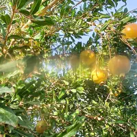 حدود دو تن انار شیرین