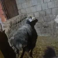 توغلی پرواز بره قربانی فروش فوری قیمت توافقی