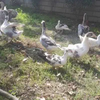 فروش غاز محلی|حیوانات مزرعه|بابکان, |دیوار