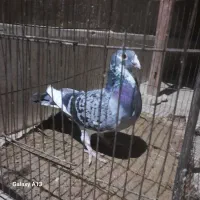 پرشی وساده|پرنده|صابری, |دیوار