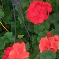 تعدادی گلهای اپارتمانی