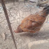 مرغ وخروس