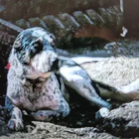 گمشده و بیعانه