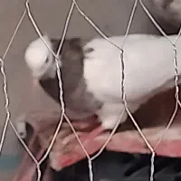 کفتر گم شده هرکی پیداکرده مژده خوبی میدم|پرنده|جیرفت, |دیوار