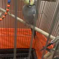 یک جفت عروس هلندی|پرنده|تهران, افسریه شمالی|دیوار