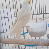 عرویهلندیمولد|پرنده|سرپل ذهاب, |دیوار