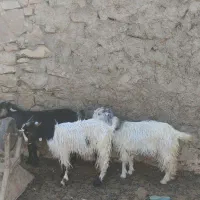 بیگ ماده|حیوانات مزرعه|مسجد سلیمان, |دیوار