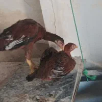 مرغ و خروس لاری|حیوانات مزرعه|بومهن, |دیوار