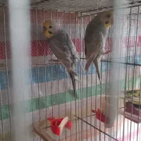 دو جفت مرغ عشق ریمبو بلک