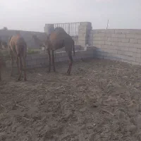 فروش هشت نفر شتر