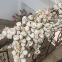 سیر محلی|خوردنی و آشامیدنی|رشت, دیلمان|دیوار