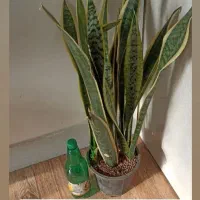 گلهای اپارتمانی|گل و گیاه طبیعی|خواف, |دیوار