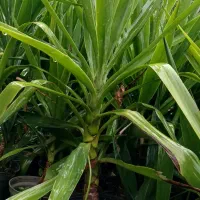 فروش یوکا باغچه ای  آپارتمانی|گل و گیاه طبیعی|رودسر, |دیوار